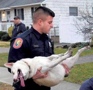 Police officer Andrew Massa holds Inca, found unconscious in the living room. (Photo by Kevin Imm)