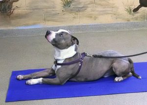 Shelter dog, Prince, works on his “down dog” position. Photo by Margaret Trumino Mills 