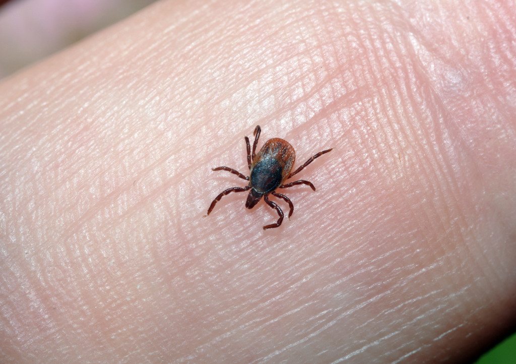 Dr_summer_lyme_disease_082314