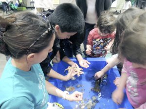 Children enjoying the touch tank