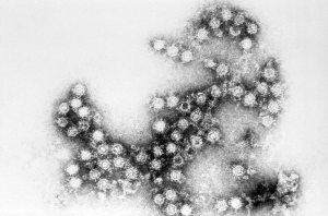 The non-polio enterovirus