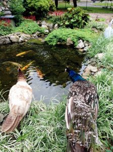 Peafowls watch over koi fish in the pond. 