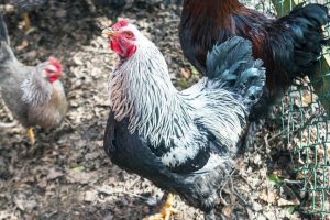 Pat described raising chickens as therapeutic. 