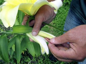 Removing the stamxxx from lillies can protect furniture from pollen 