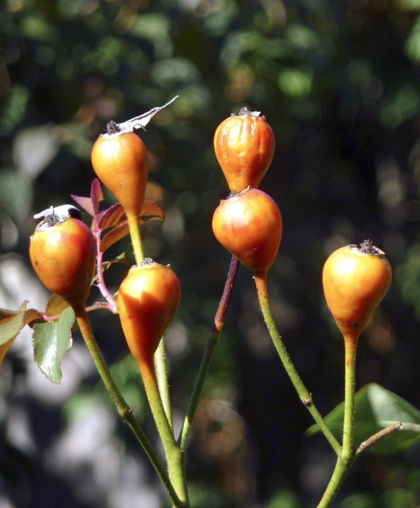 Gardening_February_020316A