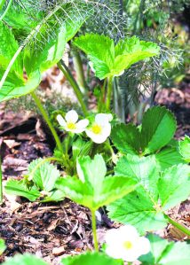 Strawberry plants (Photo by Josephine Borut)