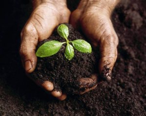 Hands Holding a Seedling and Soil ca. 2000