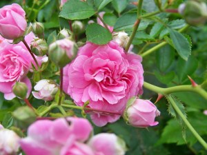 Pruning roses now will set them up well for a strong spring. 