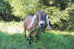 A herd of goats will work to rid the Underhill Preserve of invasive plant species.