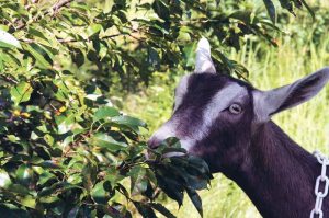 Goats_090716B