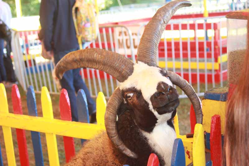 Petting zoo Long Island Fair Photos by Kimberly Dijkstra