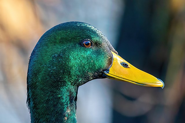 Mallards_newphoto