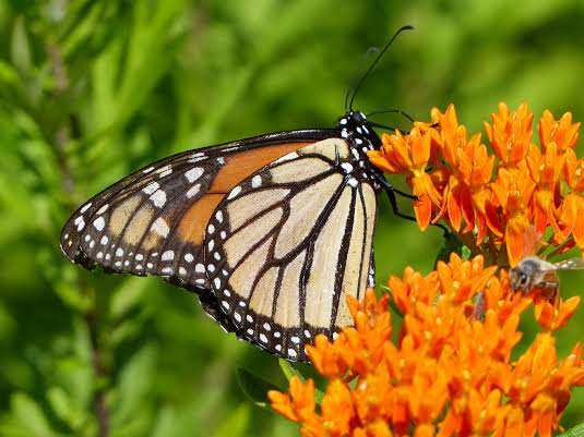 Monarch Photo