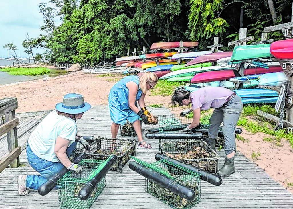 Oystergardening_080223