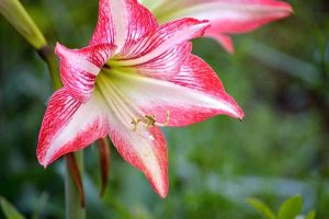 Amaryllis