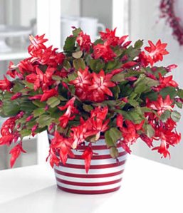 Christmas Cactus