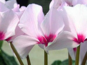 Cyclamen