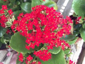 Kalanchoe