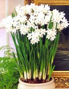 Paperwhites