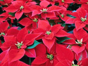 Pointsettia