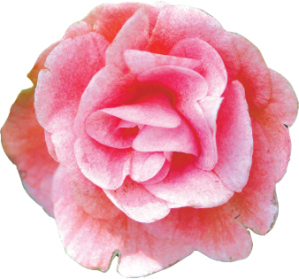 Proper rose care during the early winter can help produce beautiful looking roses for the spring and summer. 