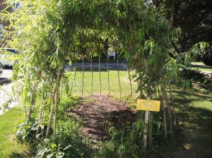 The willow dome