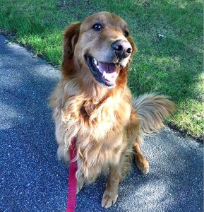 Golden retrievers like Murphy make excellent therapy dogs because of their calm demeanor.