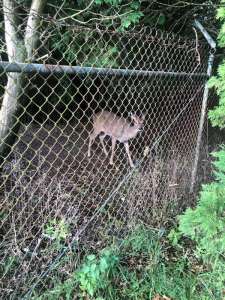 Westbury Deer WEB