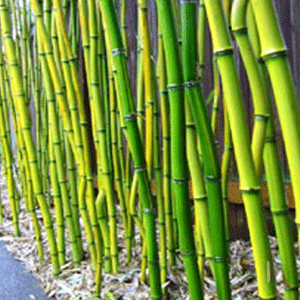 bamboo