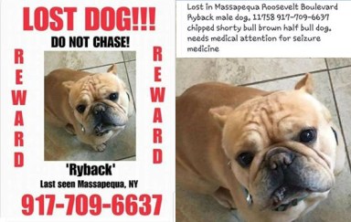 lost dog massapequa