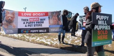 puppy mill protest 1