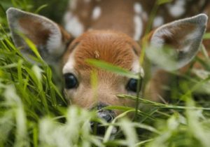 whitetaildeerfawn7