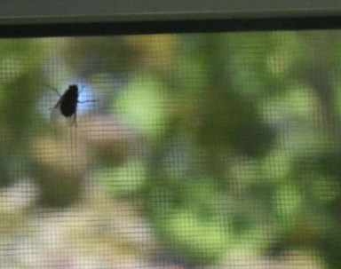 windowfly