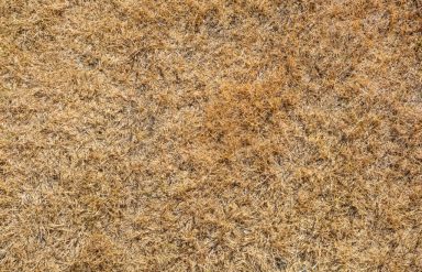 Texture of brown grass dried on sunlight. Dry grass texture background.