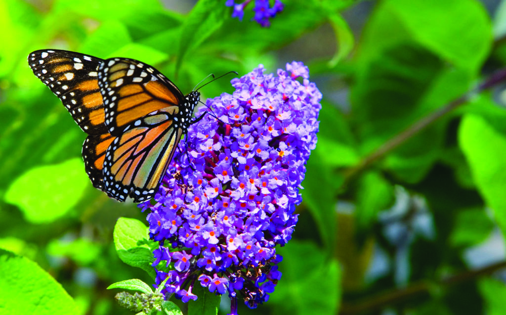 A_Butterfly on Butterfly bush