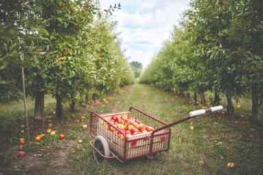 Apple cart