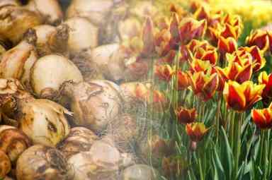 Bulbs to Tulips