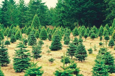 ChristmasTrees_A