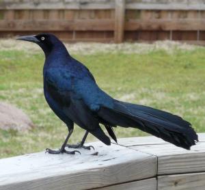 Column.CarcassOfTheLawn 062620 Grackle.Web