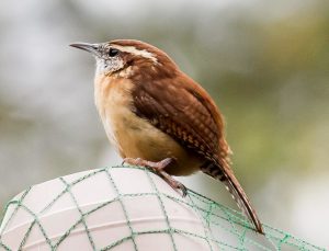 Column.CarolinaWren 022120 677 1024x784 1