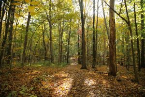 Column.Nature 103020 ForestBathing Web