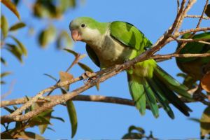 Column.Parrots 082120.MonkParakeet.Web