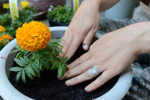 Column.PlantingThatSeed 042520.Image .Web 1024x682 1