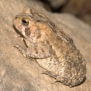 Column.Toadlets 021221.Toad .Web 1024x1020 1