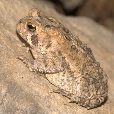 Column.Toadlets_021221.Toad.Web