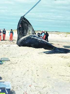 Deadwhale_21523_C