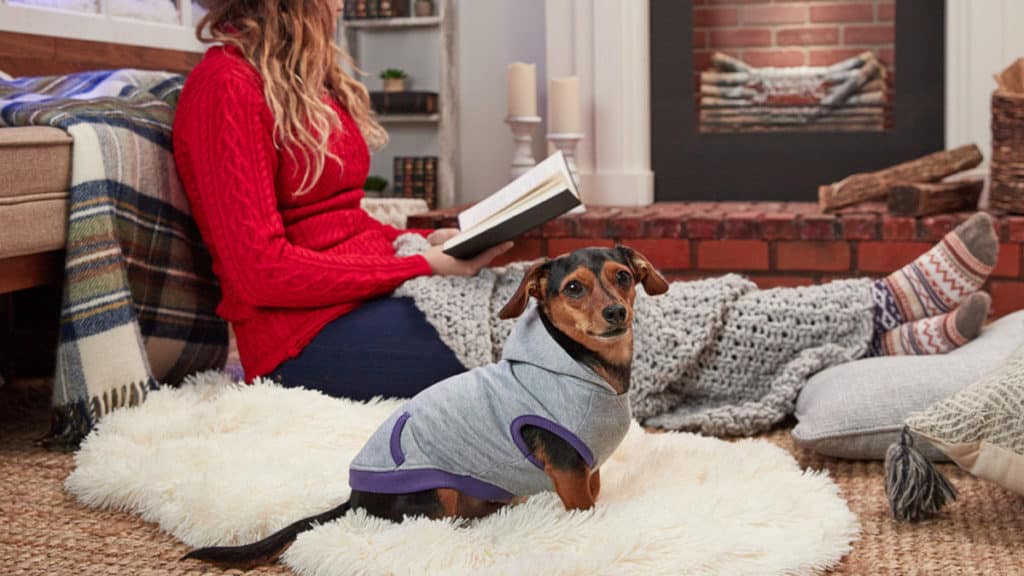 Dog Near Pet Parent Reading