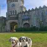 Dog Walks Sasha and Mishka at Sands Point C 761x1024 1