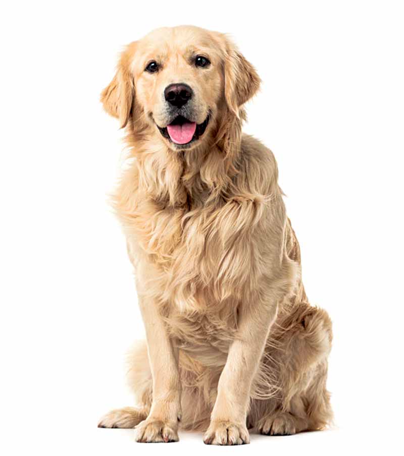 42671458 – golden retriever sitting in front of a white background