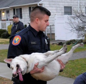 Police officer Andrew Massa holds Inca, found unconscious in the living room. (Photo by Kevin Imm)